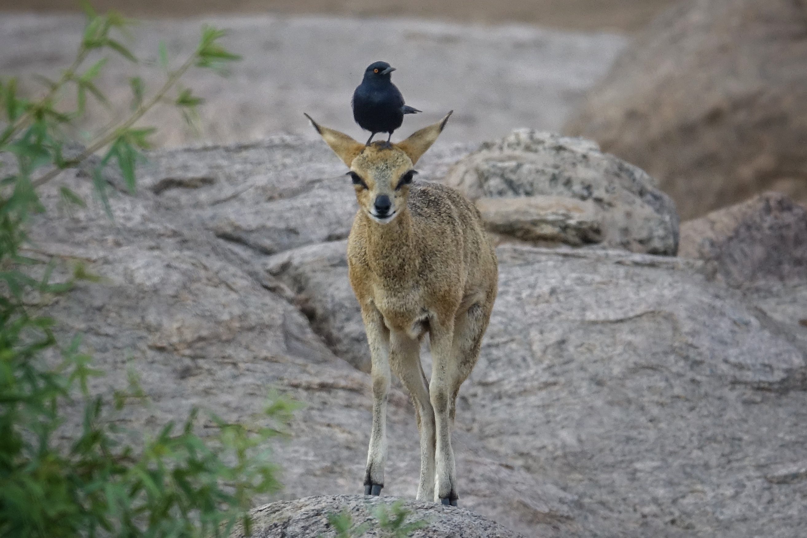 Antilope